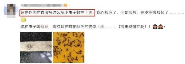 注意！升温后天降黑色“小虫雨”，深圳人出门该怎么穿？