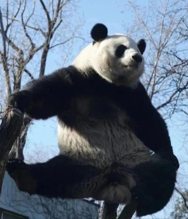 在下“西直门三太子”萌兰，绝活儿一字马！期待“丫丫”回国和我做邻居
