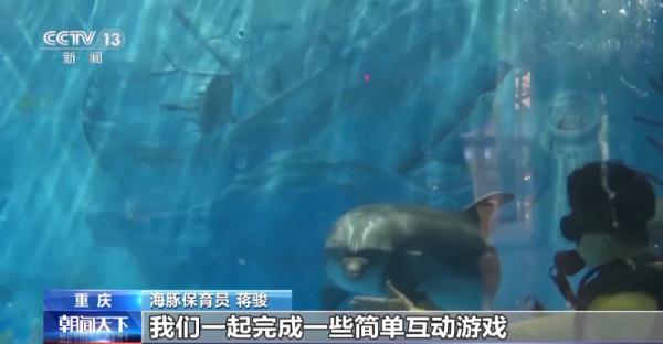 重庆首只人工饲养繁殖海豚与游客见面