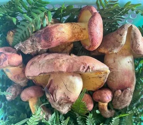 上市了,3500元/公斤! 上市了,3500元/公斤!