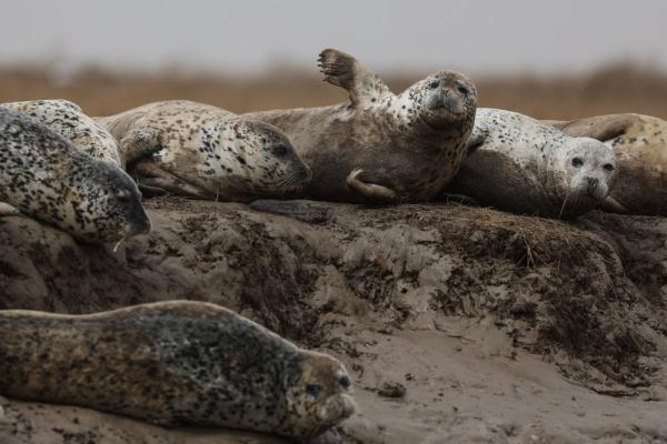 西太平洋斑海豹从辽东湾“启程”向北洄游