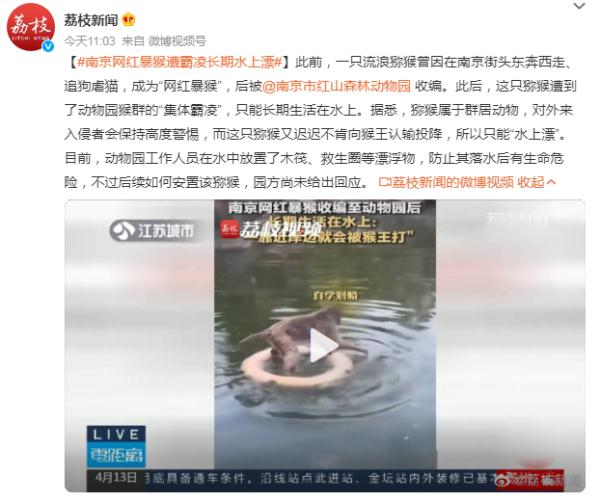 南京“网红暴猴”收编至动物园后遭猴群“集体霸凌”，长期生活在水上