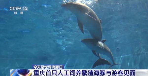 重庆首只人工饲养繁殖海豚与游客见面