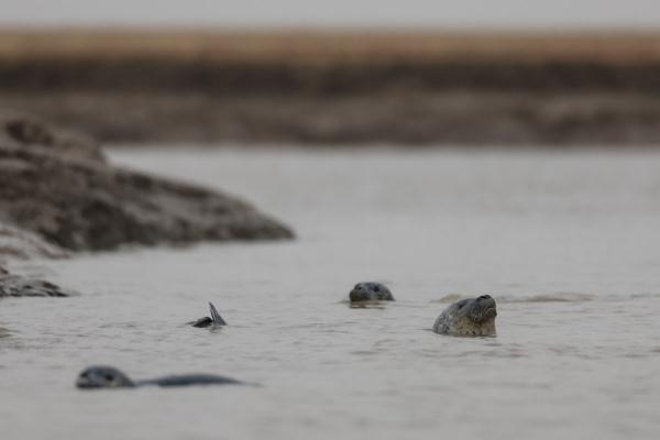 西太平洋斑海豹从辽东湾“启程”向北洄游