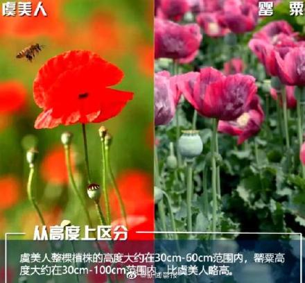 如何区分罂粟和虞美人