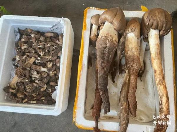 上市了,3500元/公斤! 上市了,3500元/公斤!