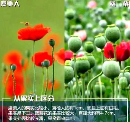 如何区分罂粟和虞美人