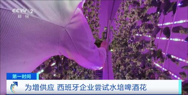 全球变暖威胁啤酒花种植 西班牙企业尝试水培啤酒花增加供应