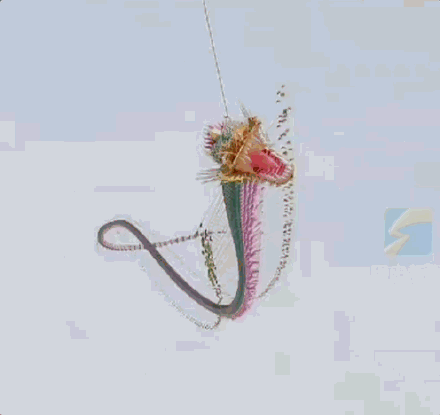 山东175米长龙头蜈蚣风筝飞上天