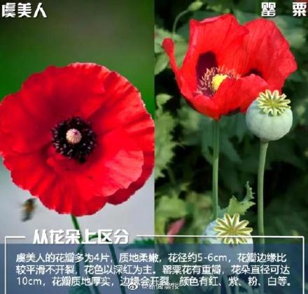 如何区分罂粟和虞美人