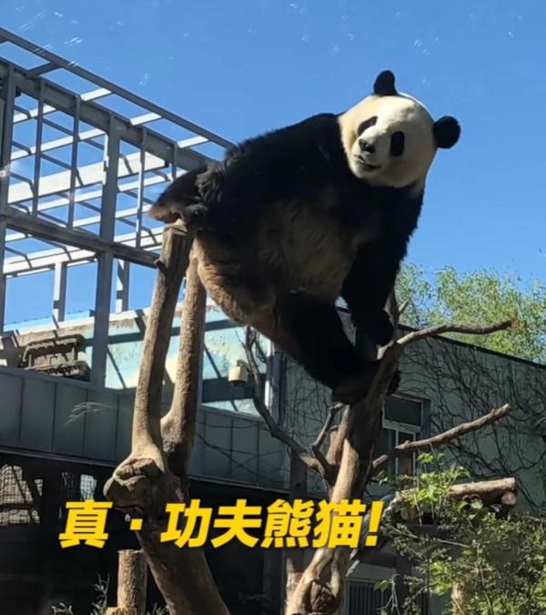 在下“西直门三太子”萌兰，绝活儿一字马！期待“丫丫”回国和我做邻居