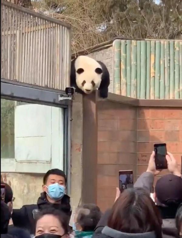在下“西直门三太子”萌兰，绝活儿一字马！期待“丫丫”回国和我做邻居