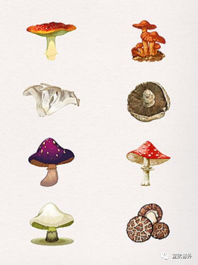踏青出游，远离毒蘑菇