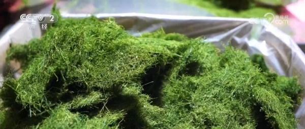 美味浒苔迎来采收旺季 出口需求旺盛价格上涨