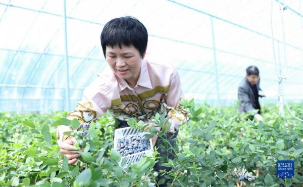 山东临沭：特色种植富乡村