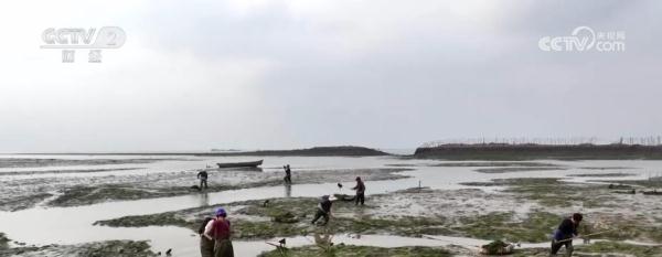 美味浒苔迎来采收旺季 出口需求旺盛价格上涨
