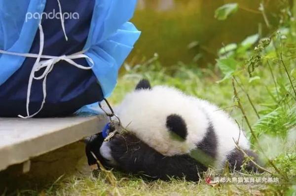 在下“西直门三太子”萌兰，绝活儿一字马！期待“丫丫”回国和我做邻居