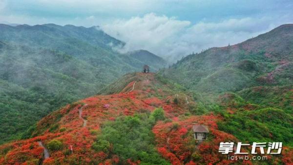 美爆！长沙这个地方的杜鹃花快要开了！