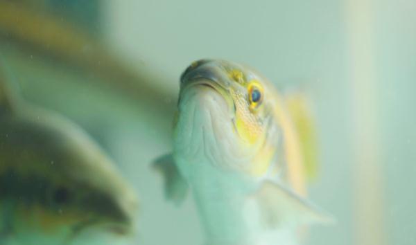 长知识!会嗑瓜子的鱼你见过没? 长知识!会嗑瓜子的鱼你见过没?