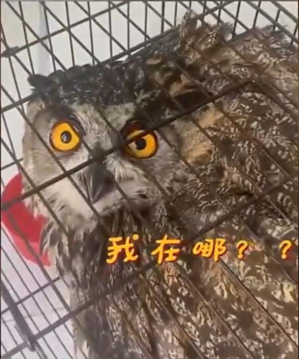 萌！“世界最大猫头鹰”闯入村民家
