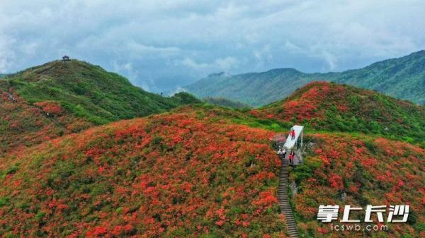 美爆！长沙这个地方的杜鹃花快要开了！