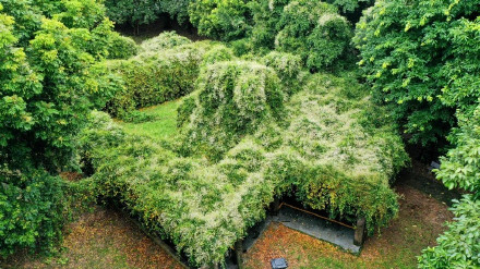 广州增城有棵1300多年的“盘龙古藤”，藤根源头至今成谜