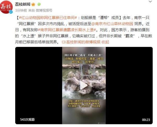 红山动物园称“网红暴猴”数月前已单独饲养 红山动物园称“网红暴猴”数月前已单独饲养