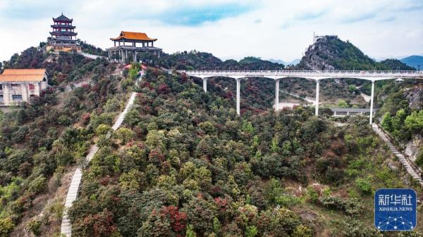 杜鹃花开迎客来
