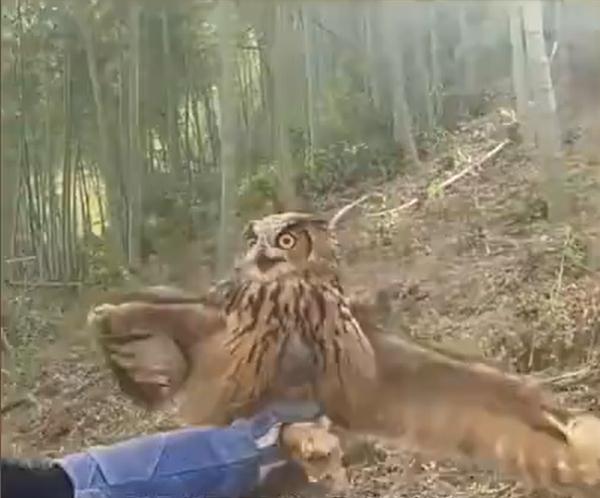 萌！“世界最大猫头鹰”闯入村民家