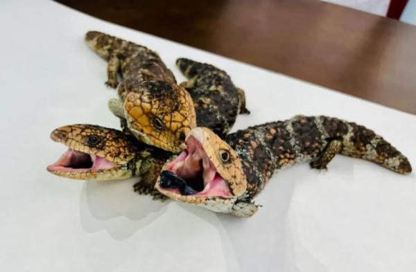 深圳海关全链条防治构筑国门生物安全防线