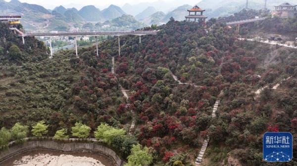 杜鹃花开迎客来