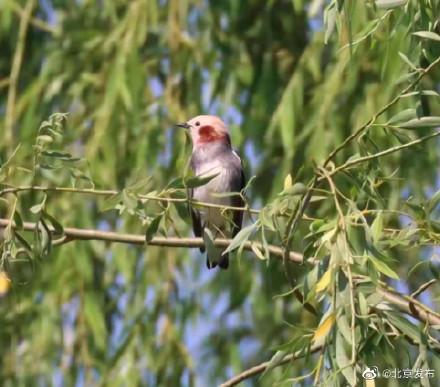 新版北京市陆生野生动物名录发布！再增12个鸟类物种