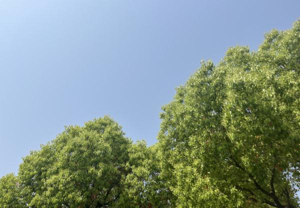 冲向33℃!夏天就这么来了?下周还有转折!梅雨的消息也来了 冲向33℃!夏天就这么来了?下周还有转折!梅雨的消息也来了