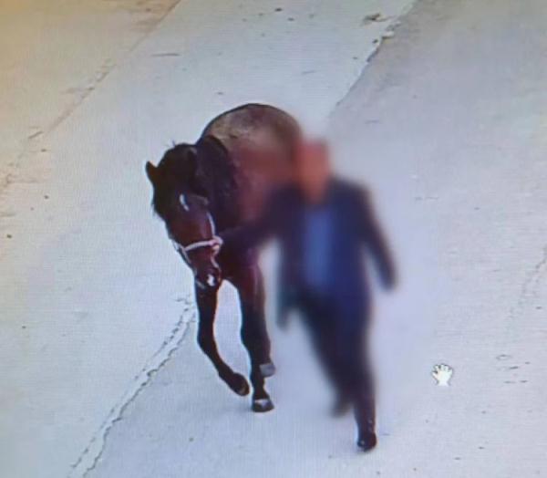 一匹脱缰赛马，惊动了三个派出所……