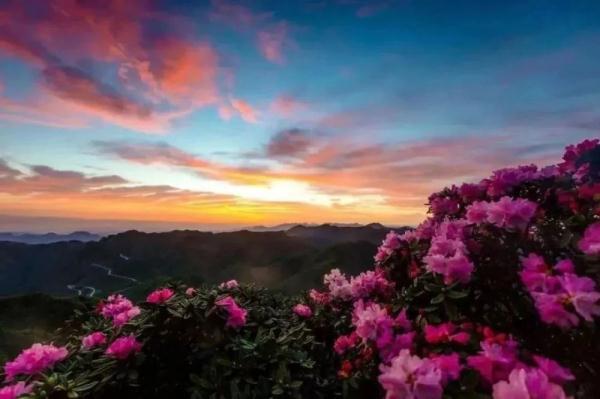 四川天全举办首届花海渔趣赏花品鱼旅游节推介活动