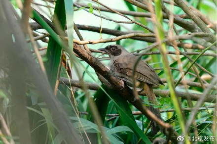 新版北京市陆生野生动物名录发布！再增12个鸟类物种