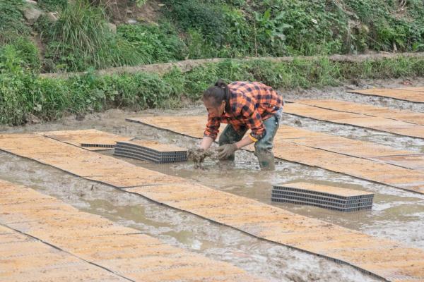 贵州：水稻育秧集中化 “流水线”上生产忙