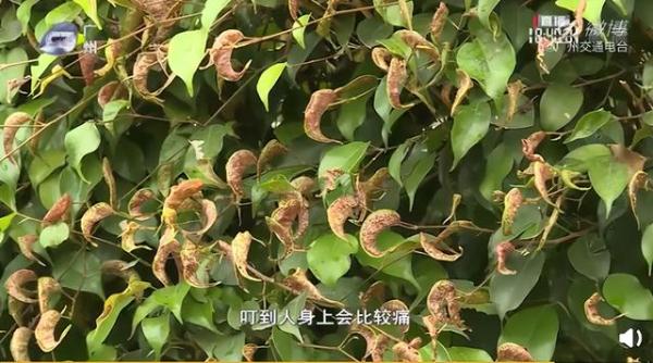 提醒！最近少穿这两个颜色的衣服出门