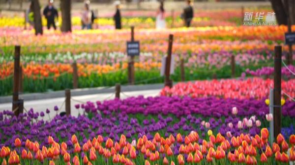 花开成海 国家植物园内郁金香绽放