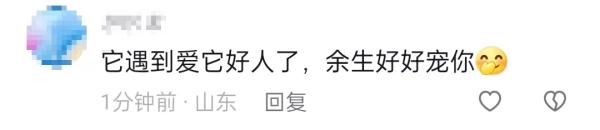 冲上热搜!女子为救助被剥皮的流浪猫,花2万给猫植鱼皮 冲上热搜!女子为救助被剥皮的流浪猫,花2万给猫植鱼皮