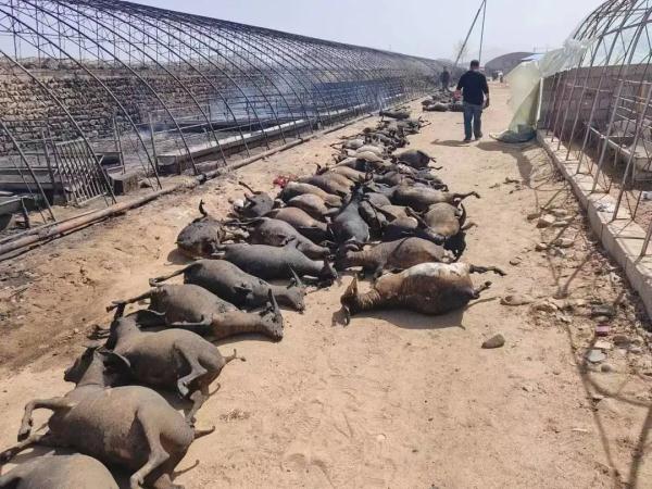 养殖户的悲剧，家畜成“黑炭”…