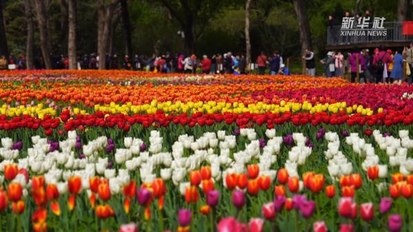 花开成海 国家植物园内郁金香绽放
