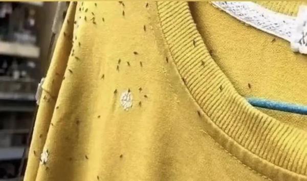 杭州人注意！最近慎穿黄色和绿色！