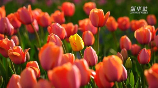花开成海 国家植物园内郁金香绽放