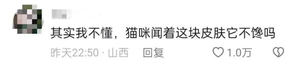 冲上热搜!女子为救助被剥皮的流浪猫,花2万给猫植鱼皮 冲上热搜!女子为救助被剥皮的流浪猫,花2万给猫植鱼皮