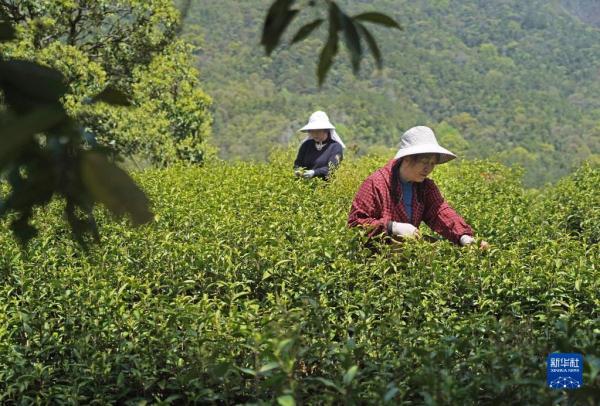 四季中国丨港背村的“新田园梦”
