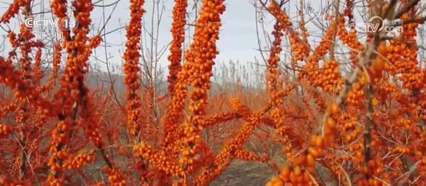 精细化管理 助力小沙棘种出大产业