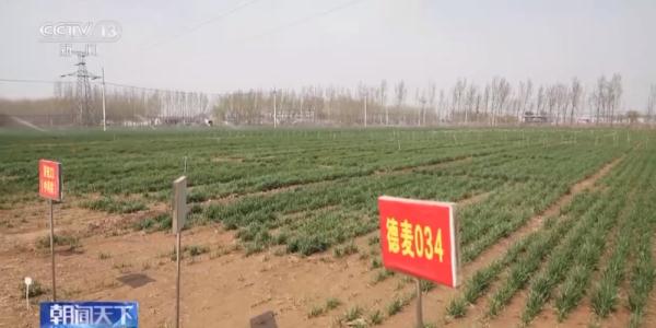 什么是“吨粮田”？如何筑牢吨粮田“耕”基？一文解读