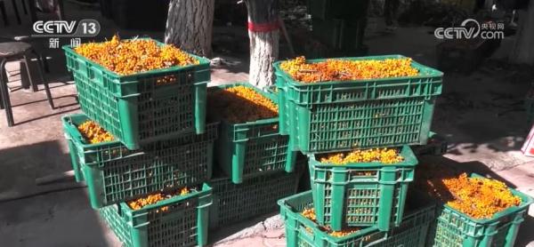 精细化管理 助力小沙棘种出大产业