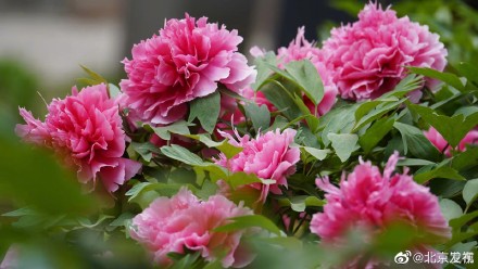 北京牡丹花开美到心尖尖上